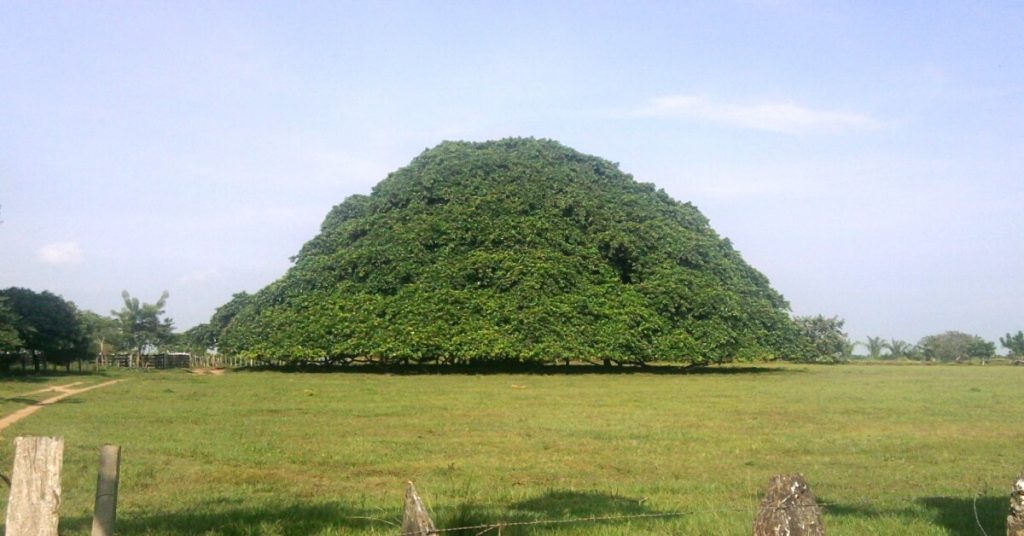 The Tree of Guacari in Columbia