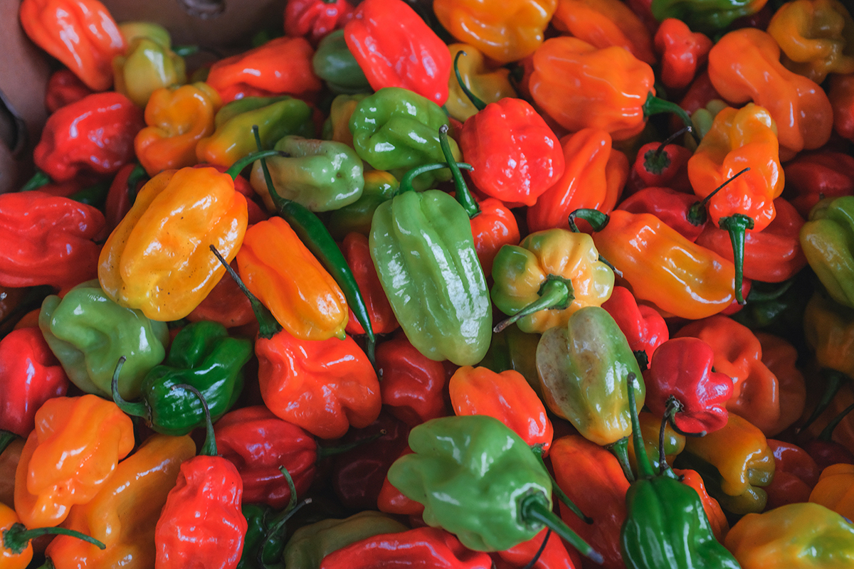 Habanero Peppers (The Ultimate Guide)