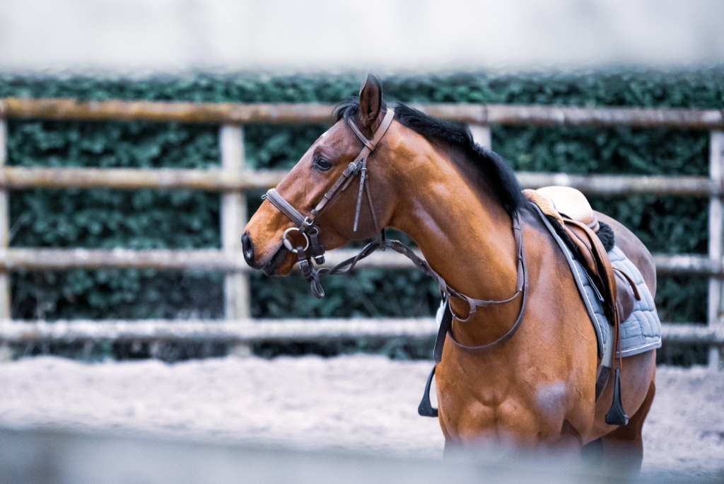 trust-god-but-prepare-your-horse